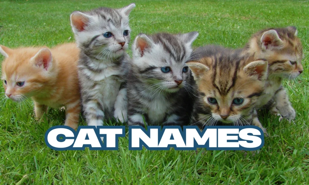 Cat Names